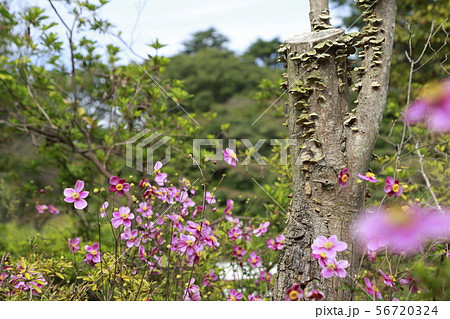 ピンク色のシュウメイギク　 56720324