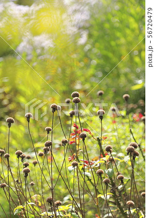 秋の花畑の写真素材