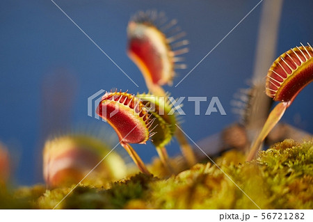 Venus flytrap carnivorous plant 56721282