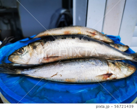 Herring salty, kind of Iwashi Herring salty, kind of Iwashi 56721439