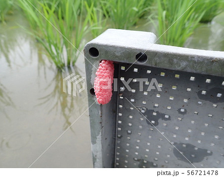 ジャンボタニシの卵塊 ジャンボタニシの卵塊 56721478