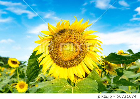 ひまわりの丘に咲く向日葵 56721674