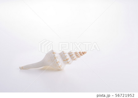 貝殻イメージ 56721952