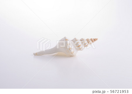貝殻イメージ 56721953