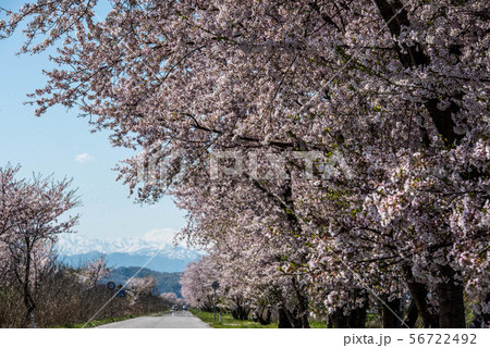 河北潟の桜 56722492