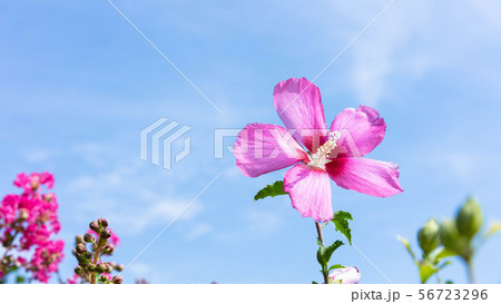 花 ムクゲ ゲトゴル 56723296