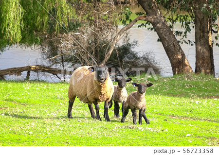 Portrait of black face sheep and lamb on a green Portrait of black face sheep and lamb on a green 56723358