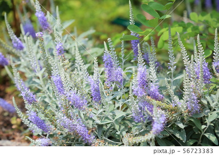 トウテイランの花 56723383