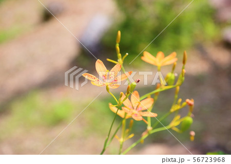 ヒオウギの花 ヒオウギの花 56723968