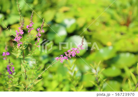 ミソハギの花 56723970