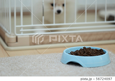 ポメラニアン (犬 ドッグ イヌ 生物 動物 血統書 仔犬 子供 わんこ ホワイト 白 血統 洋犬) 56724097