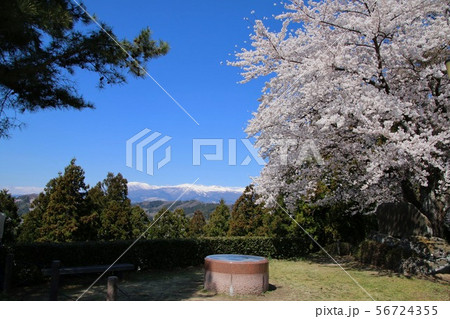 智恵子の杜公園の桜(福島県・二本松市) 智恵子の杜公園の桜(福島県・二本松市) 56724355