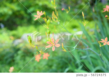 ヒオウギの花 ヒオウギの花 56724375