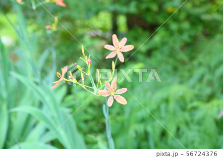 ヒオウギの花 56724376