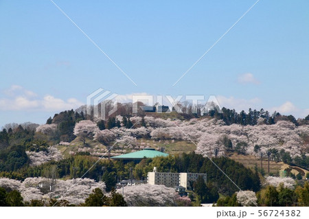 春の霞ヶ城公園(福島県・二本松市) 春の霞ヶ城公園(福島県・二本松市) 56724382