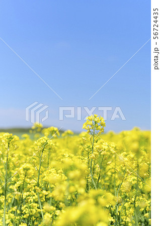一面の菜の花と青空（北海道 安平） 56724435