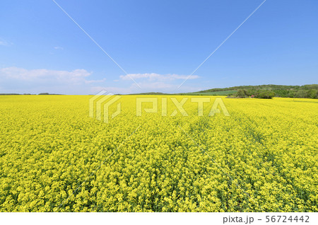 一面の菜の花と青空（北海道 安平） 56724442