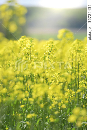 菜の花（北海道 安平 +フレア） 56724454