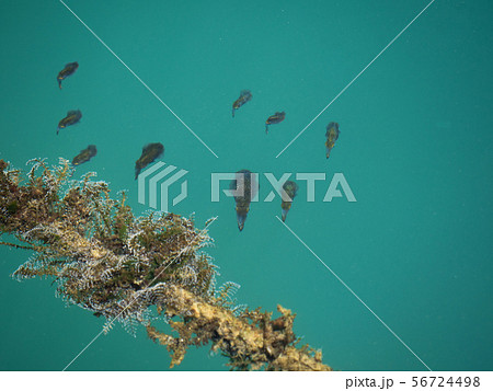 海面を泳ぐ小イカの写真素材