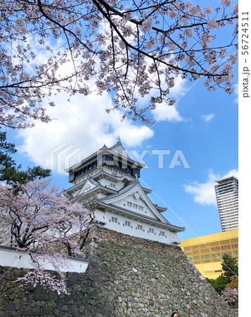 桜が満開の小倉城_06 桜が満開の小倉城_06 56724511