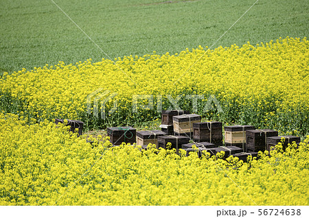 養蜂(蜂の巣箱と菜の花) 養蜂(蜂の巣箱と菜の花) 56724638