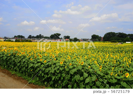 8月　清瀬09ひまわりﾌｪｽﾃｨﾊﾞﾙ　 56725179