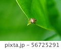 昆虫 虫 蟲 56725291