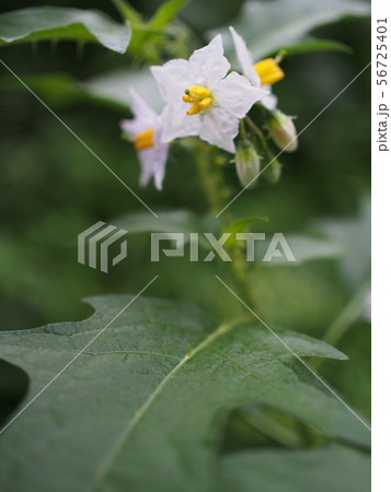 ワルナスビ ワルナスビ 56725401