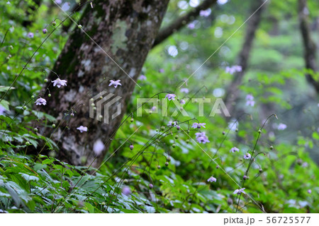 レンゲショウマ 56725577