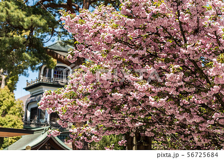 尾山神社の菊桜 尾山神社の菊桜 56725684
