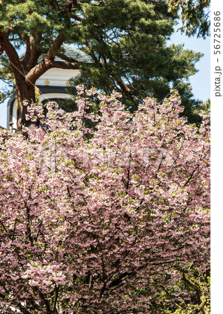 尾山神社の菊桜 尾山神社の菊桜 56725686