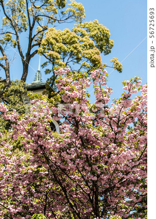 尾山神社の菊桜 尾山神社の菊桜 56725693
