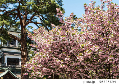 尾山神社の菊桜 56725694