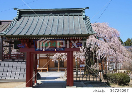 円東寺のしだれ桜 福島県 二本松市 の写真素材