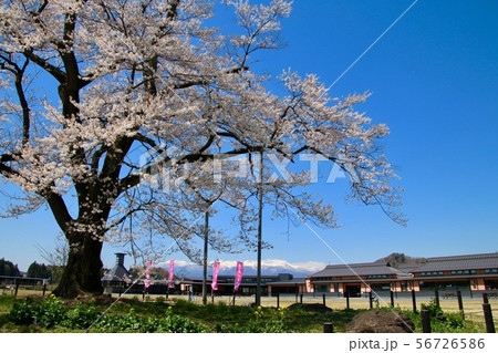 万燈桜（福島県・二本松市） 56726586