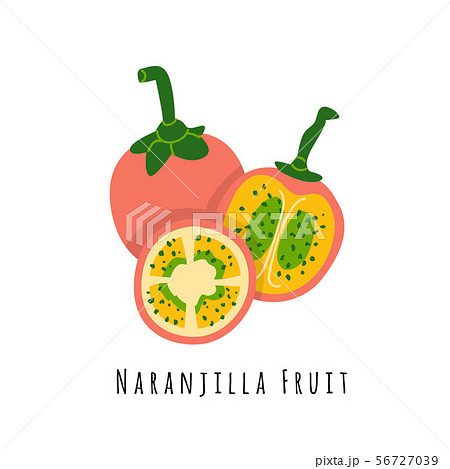 Naranjilla fruit flat vector illustration 56727039