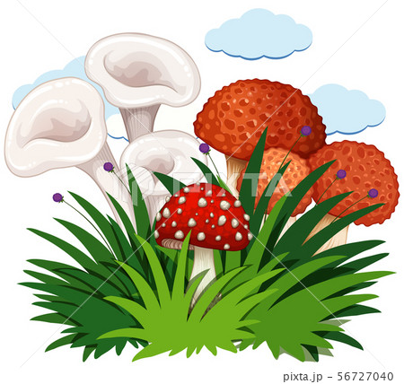 Mushrooms in the bush on white background 56727040