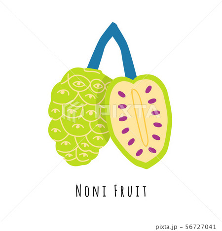 Noni fruit flat vector illustration 56727041