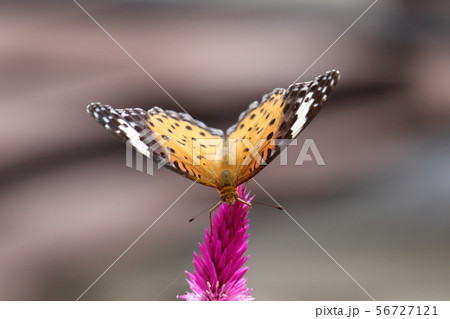 私の庭のお客様 私の庭のお客様 56727121