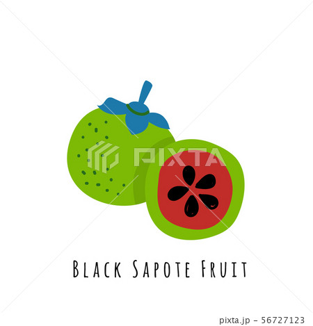 Black sapote fruit illustration Black sapote fruit illustration 56727123