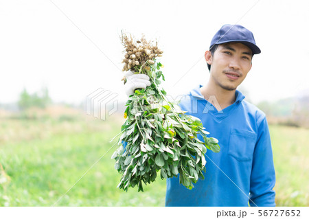Closeup gardener man holding fresh raw peanut Closeup gardener man holding fresh raw peanut 56727652