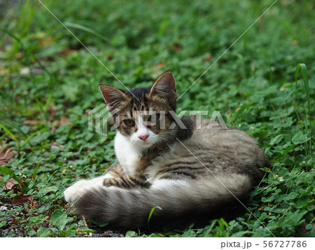 仔猫・野良猫・サバ白 仔猫・野良猫・サバ白 56727786