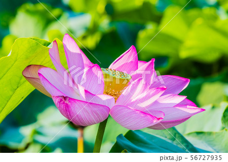 不忍池の蓮 不忍池の蓮 56727935