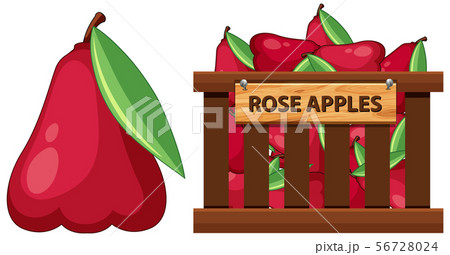 Basket full of rose apples on white background Basket full of rose apples on white background 56728024