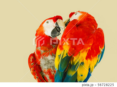 仲良しインコ 二羽のスキンシップ 夫婦愛を感じさせる風景です コンゴーインコの写真素材
