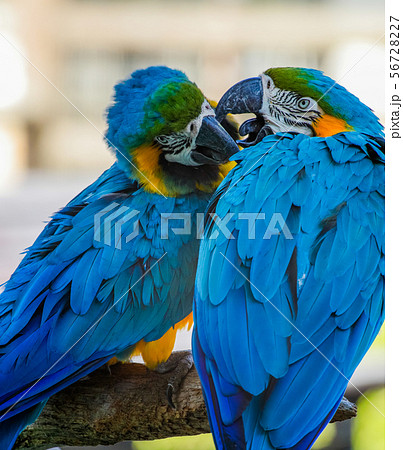 仲良しのコンゴーインコです。二羽の表情が描写されています。 56728227