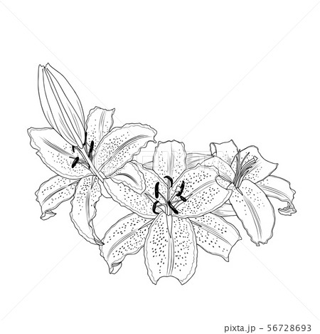Silhouette lilly flower bouquet. Silhouette lilly flower bouquet. 56728693