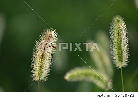 エノコログサ・ねこじゃらし 56728733