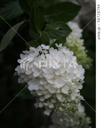 ノリウツギ 56728794