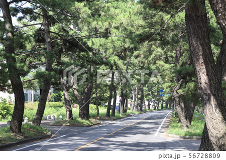 旧東海道　知立　松並木 56728809